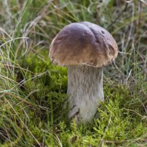 Porcini Mushroom -Boletus edulis-, forest, Henne, Region of Southern Denmark, Denmark