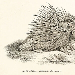 Porcupine engraving 1803