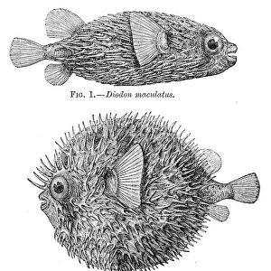 Porcupinefish engraving 1884