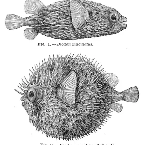 Porcupinefish Print, 1884 Engraving Porcupinefish Print, 1884 Engraving
