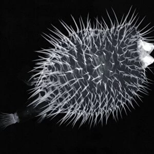 Porcupinefish, X-ray