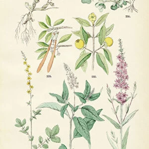 Poreweed, wild ginger, purslane, purple lythrum, mangosteen, red mangrove, sticklewort - Botanical illustration 1883