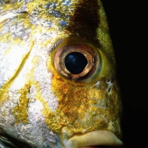Porkfish (Anisotremus virginicus), close-up