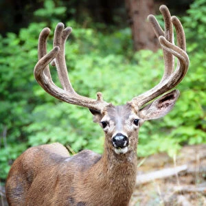 Portait of a Buck with Large Rack near Bridal Veil Falls in Yosemite