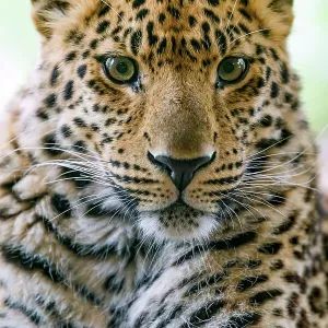 Portrait of an adorable leopard Portrait of an adorable leopard