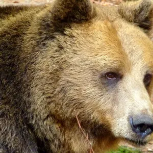 Portrait of Bear in Belitsa, Bulgaria Portrait of Bear in Belitsa, Bulgaria