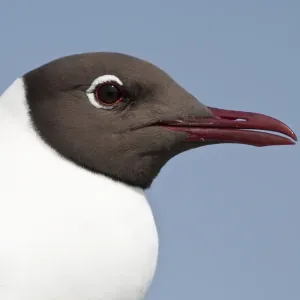Portrait of a Black-headed Gull -Larus ridibundus-, Texel, The Netherlands Portrait of a Black-headed Gull -Larus ridibundus-, Texel, The Netherlands