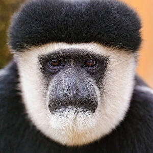 Portrait of Colobus monkey
