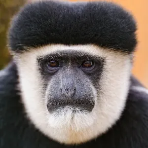 Portrait of Colobus monkey Portrait of Colobus monkey