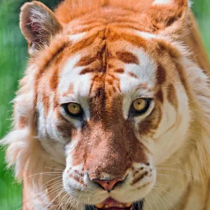 Portrait of a golden tiger