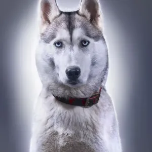 Portrait of Husky Portrait of Husky