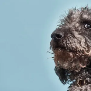 Portrait of Labradoodle with humorous expression