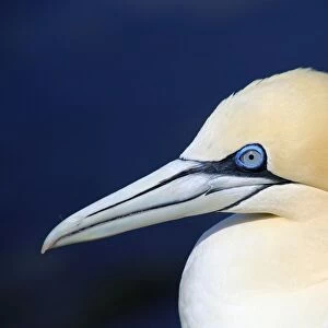 Portrait of a northern gannet