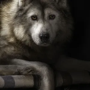 Husky Husky