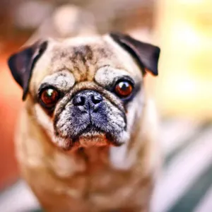 Portrait of Pug dog Portrait of Pug dog
