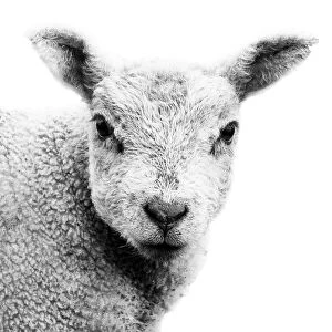 Portrait of a spring lamb against the snow
