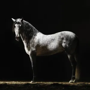 Grey Horse Print Grey Horse Print