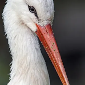 Portrait of a stort Portrait of a stort