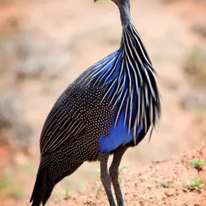 Vulturine Guinea Fowl Print Vulturine Guinea Fowl Print