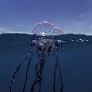 Portuguese man o war floating on the surface, split shot, Atlantic Ocean, Pico Island Portuguese man o war floating on the surface, split shot, Atlantic Ocean, Pico Island