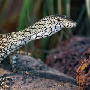 Posing Perentie