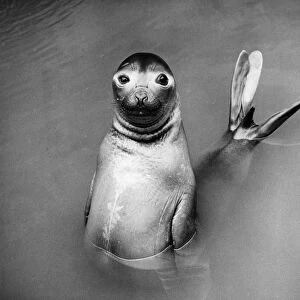 Posing Seal