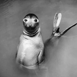 Posing Seal Print