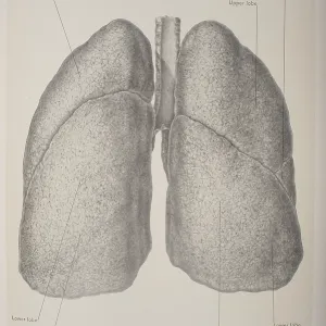 Posterior View Of The Trachea & Lungs Posterior View Of The Trachea & Lungs