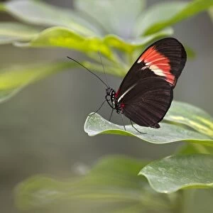 Postman Butterfly -Heliconius melpomene-, native to Brazil, butterfly house, Forgaria nel Friuli, Udine province, Italy