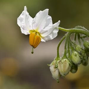 Potato flower -Solanum tuberosum-