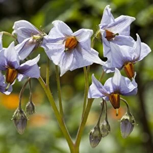 Potato flowers -Solanum tuberosum-, cultivar Blue Swede