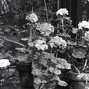 Potted Pelargonium flowers