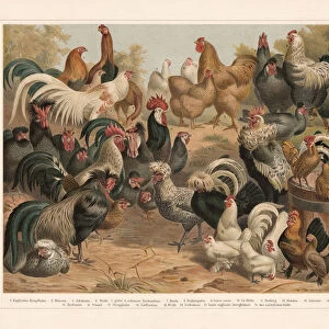 Poultry, chromolithograph, published in 1897
