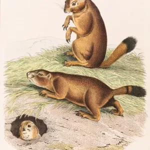 Prairie Dog Color Print 1853 Prairie Dog Color Print 1853