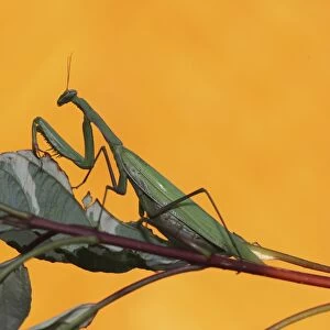 Praying mantis -Mantis religiosa-, Hungary, Europe
