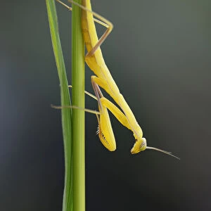 Praying Mantis -Mantis religiosa-, young, lurking, catching pose, Bulgaria