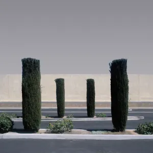 Precisely trimmed trees in garden
