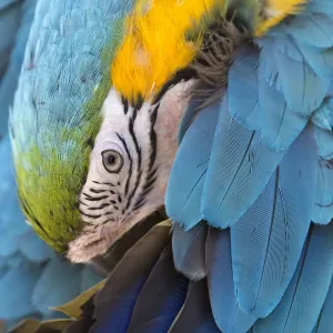 A preening macaw in Dubrovnik, Croatia