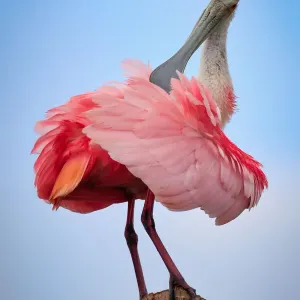 Preening Spoonbill sits atop a palm tree stump and preens Preening Spoonbill sits atop a palm tree stump and preens