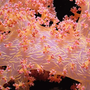 Prickly Alcyonarian Coral