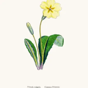 Primrose Flower Print from 1860s English Botany Illustration Primrose Flower Print from 1860s English Botany Illustration