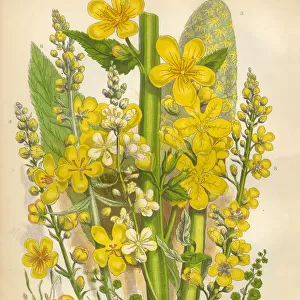 Primrose, Oenothera, Mudwort, Mullein, Victorian Botanical Illustration