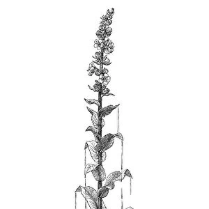 Primrose, Oenothera, Mudwort, Mullein (Verbascum)