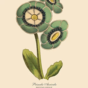 Primula Auricula or Mountain Cowslip Plant, Victorian Botanical Illustration