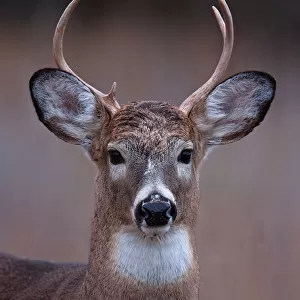 Prince - White-tailed deer