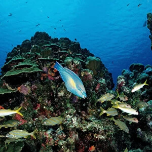 Princess Parrotfish (Scarus taeniopterus) swimming in between Smallmouth Grunts (Haemulon chryargyreum), Cuba, Caribbean Sea