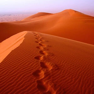 Prints in the desert sands, Merzouga dunes
