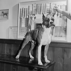 Prize Boxer Prize Boxer
