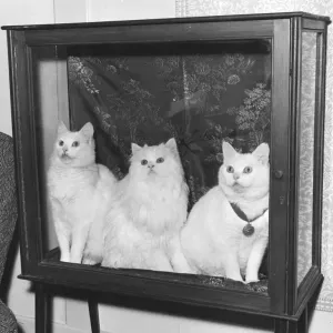 Prize Cats