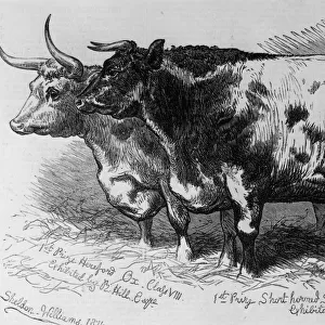 Prize Cattle